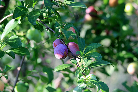 shallow focus photography of round pink fruits thumbnail