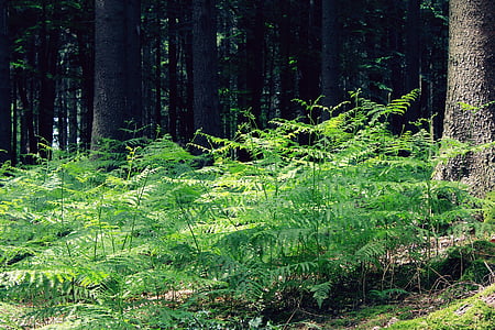 green fern plant near tree thumbnail