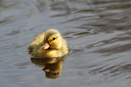 yellow duckling on body of water thumbnail