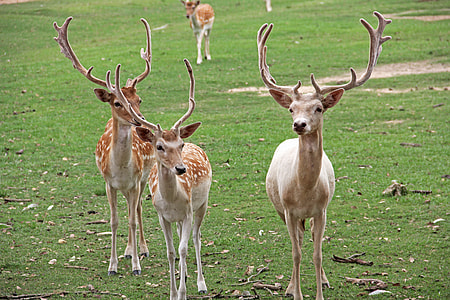 three deer on green grass lawn thumbnail