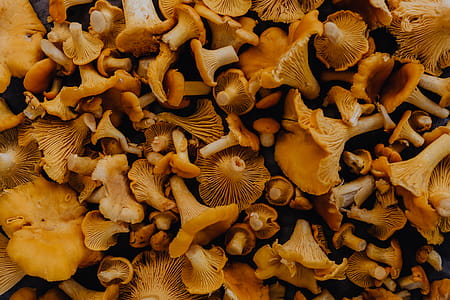 Picking mushrooms chantarelle in the woods thumbnail