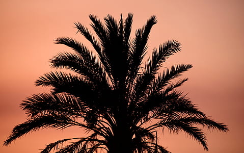 silhouette of green palm tree thumbnail
