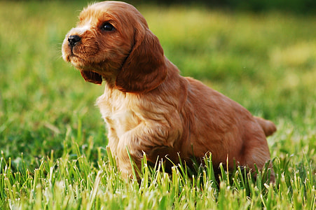 brown dog walking on grass thumbnail