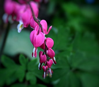 close-up photo of pink petaled flowers thumbnail