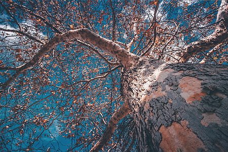 bottom view of brown tree thumbnail