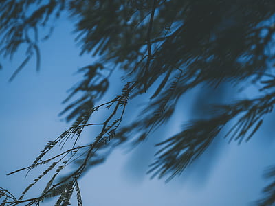 close-up photo of tree leaves thumbnail
