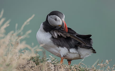 black and white duck scratching feather on brown grass thumbnail