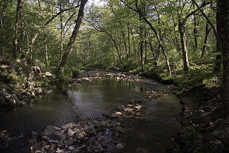 Otter Creek Beneath the trees at Baxter's Hollow, Wisconsin thumbnail