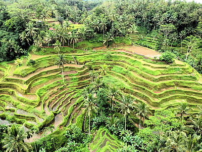 Banaue Rice Terraces, Philippines thumbnail