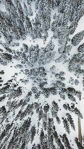 top view photo of pine trees covered in snow at daytime thumbnail