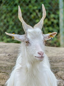 white goat standing beside fence thumbnail