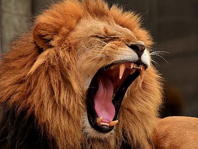 brown lion during daytime thumbnail