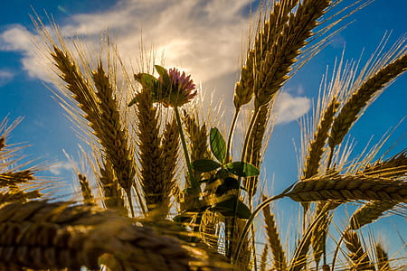 close up photo of wheat during daytime thumbnail