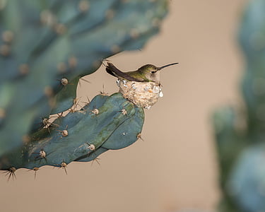 green and brown hummingbird perched on flat cactus plant thumbnail