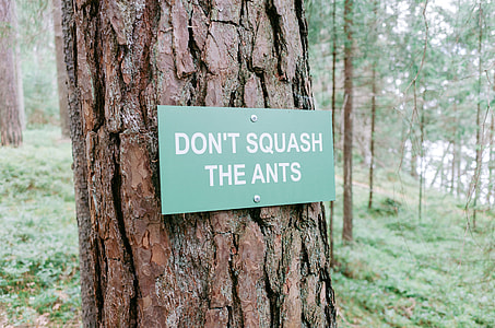 Sign in a forest thumbnail