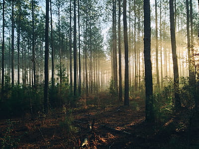 green forest during daytime thumbnail
