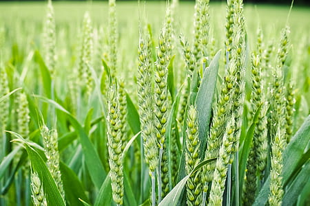 wheat field during daytime thumbnail
