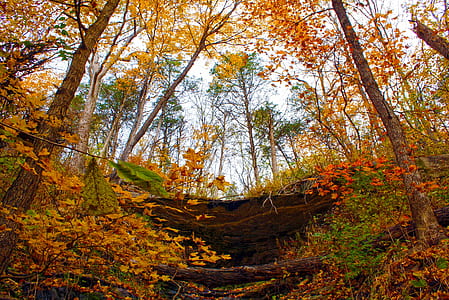 low angle of yellow and orange leave trees thumbnail