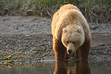 bear drinking water thumbnail