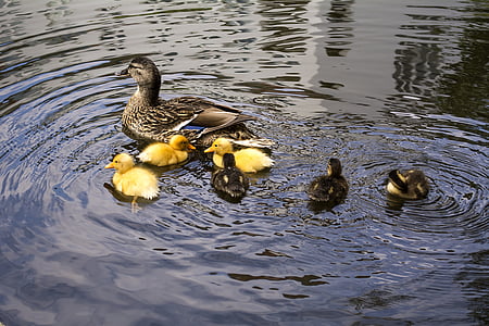 flock of ducks on body of water thumbnail
