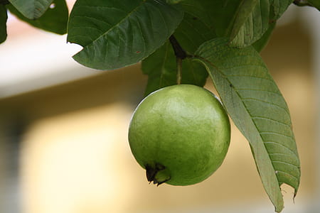 green guava thumbnail