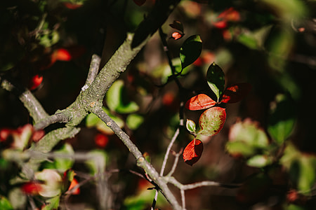 Close-ups of flowers, leaves and fruit on branches thumbnail