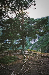 green leafed tree thumbnail