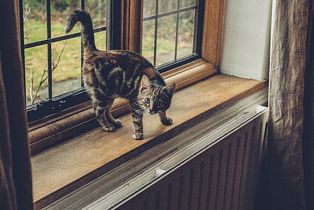 bullseye tabby cat on wooden surface thumbnail