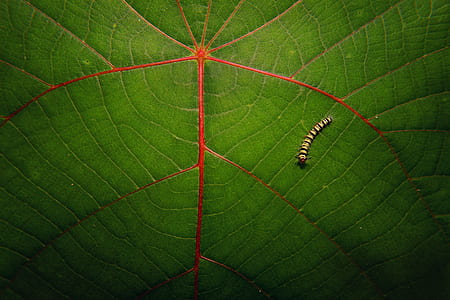 black and yellow caterpillar crawling on green leaf thumbnail
