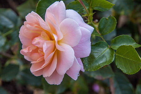 focused photo of pink flower thumbnail