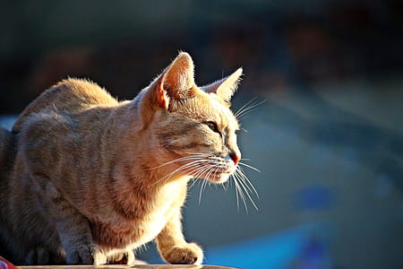 orange tabby cat on gray surface thumbnail