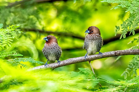 two brown and gray bird perching on branch thumbnail