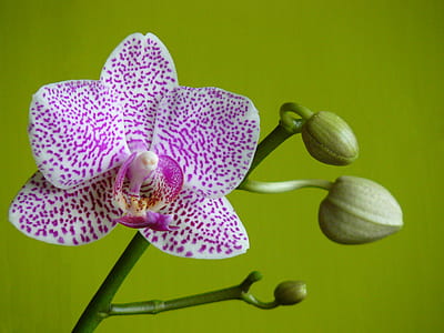 white and purple orchid flower thumbnail