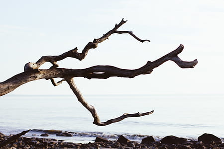 driftwood near on seashore thumbnail
