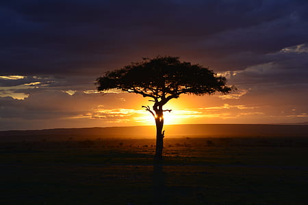 silhouette photo of tree during sunrise thumbnail