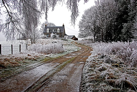 house in the middle of trees thumbnail