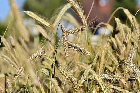 selective focus of wheat thumbnail