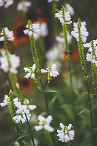White little flowers thumbnail