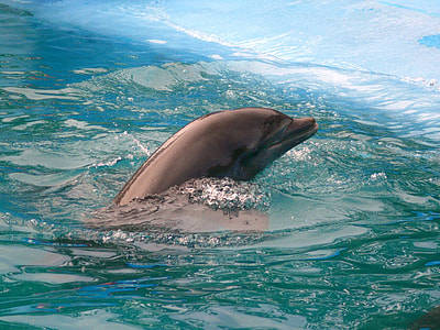 black dolphin photo thumbnail