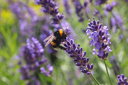 brown and yellow bee perching on purple flower thumbnail