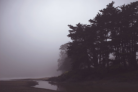 silhouette photo of trees near body of water thumbnail