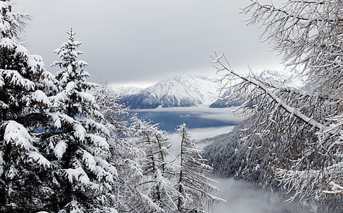 pine trees covered with snow during daytime thumbnail