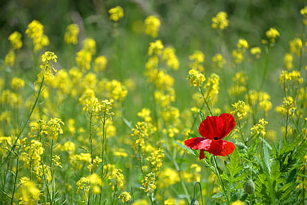 red flower photography thumbnail