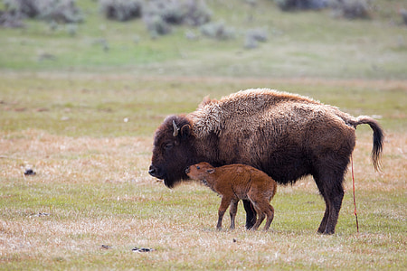 wildlife photography of b lack bison and calf thumbnail