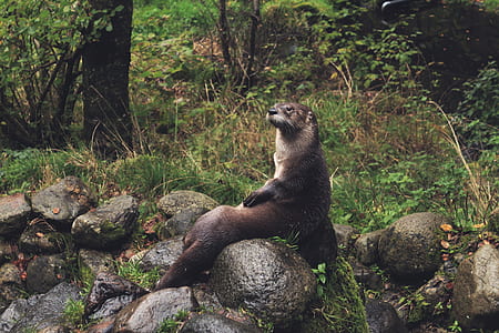 brown otter sitting on brown rock formation thumbnail