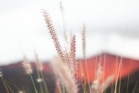 fountain grass thumbnail