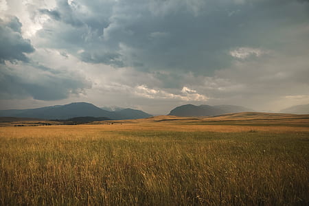 green rice fields thumbnail