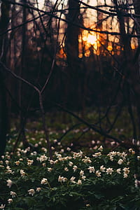 white petaled flowers under withered trees thumbnail