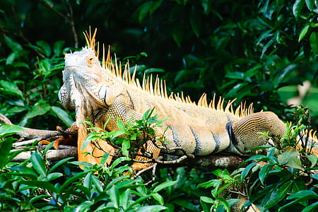 closeup photo of brown and white lizard on tree branch thumbnail