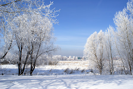 snow covered trees during daytime thumbnail